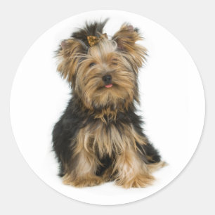 Kärlek Yorkshire Terrier Puppy Hund Sticker / Säla Runt Klistermärke