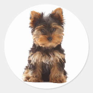 Kärlek Yorkshire Terrier Puppy Hund Sticker / Säla Runt Klistermärke