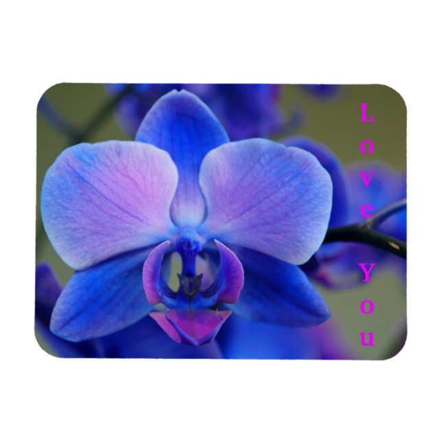 Kärlek You Blue and Soft Rosa Orchid Magnet (Horisontell)