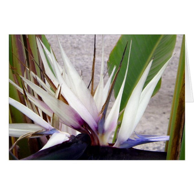 Kärlek You_ Hälsningskort (Framsidan Horizontal)