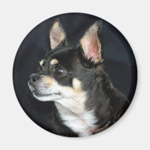 KärlekChihuahuas Magnet