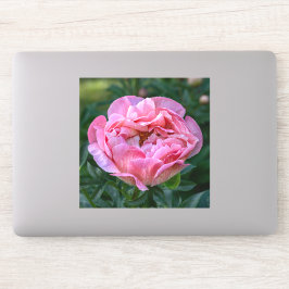Kärlekens Pion – Mjuk Rosa Blomma Klistermärken