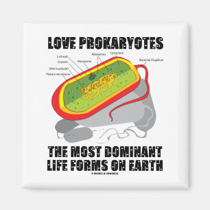 KärlekProkaryotes som mest framträdande liv bild Magnet
