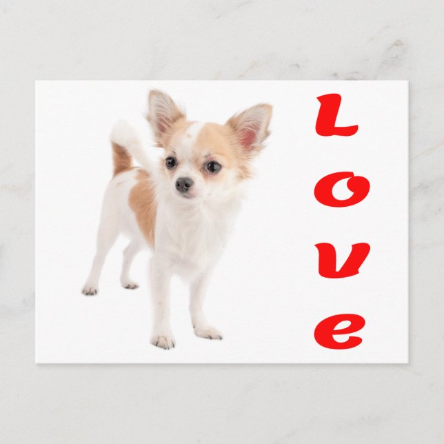 Kärleks Chihuahua Valp Hund Postkort Vykort (Framsida)