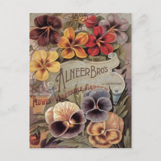 Kärnar ur blandade Pansies för vintage paketet Vykort