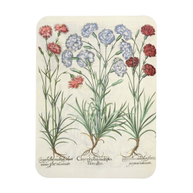 Karnationer: 1.Caryophyllus multiplex flore albo;  Magnet (Vertikal)