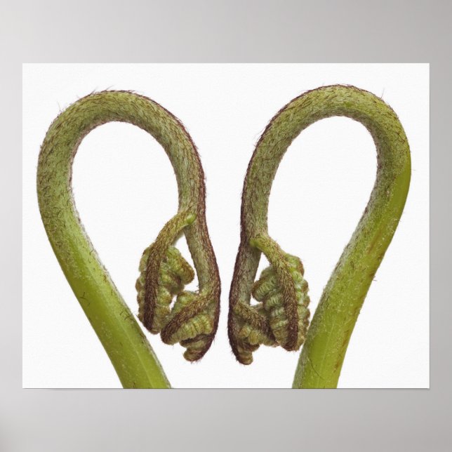 Kärngroddar 2 poster (Framsidan)