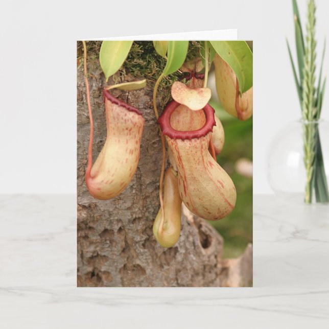 Karnivorous Plant-kort Kort (Framsida)