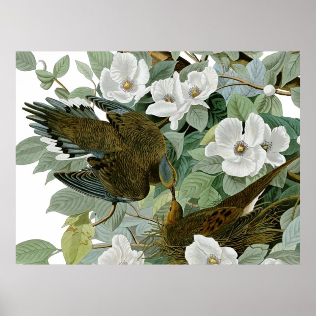 Karolina Duvan Audubon Morgonduva Fågel Poster (Framsidan)