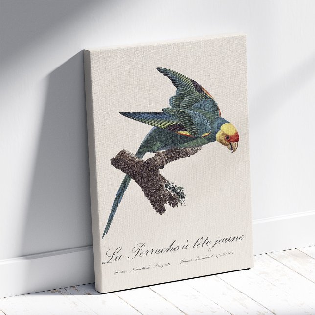Karolina parakit, Conuropsis carolinensis Canvastryck (Carolina parakeet, Conuropsis carolinensis. Canvas Print)