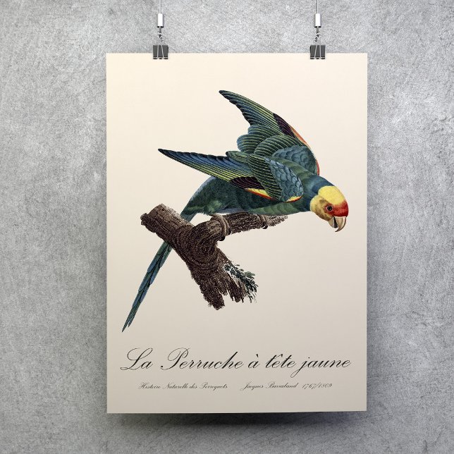 Karolina parakit, Conuropsis carolinensis Poster (Carolina parakeet, Conuropsis carolinensis. Poster)