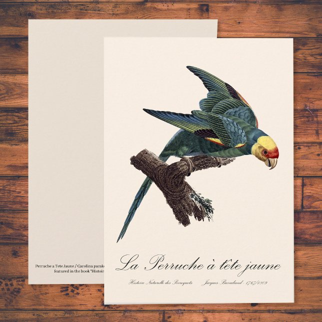 Karolina parakit, Conuropsis carolinensis Tack Kort (Carolina parakeet, Conuropsis carolinensis. Thank You Card)