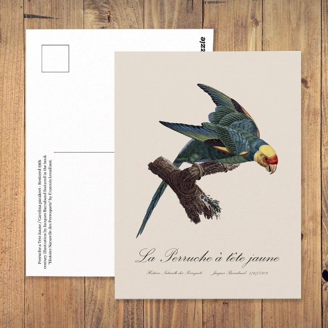 Karolina parakit, Conuropsis carolinensis Vykort (Carolina parakeet, Conuropsis carolinensis. Postcard)