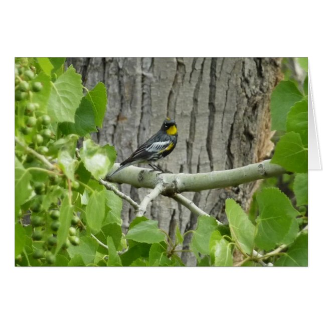 Karossfoto för Audubon Hälsningskort (Framsidan Horizontal)