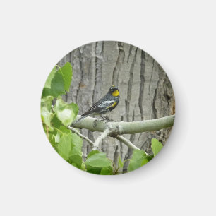 Karossfoto för Audubon Magnet