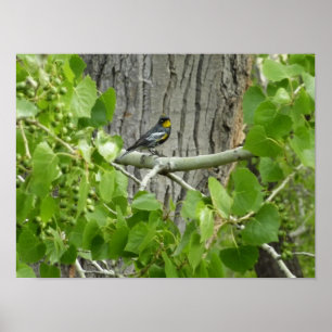 Karossfoto för Audubon Poster