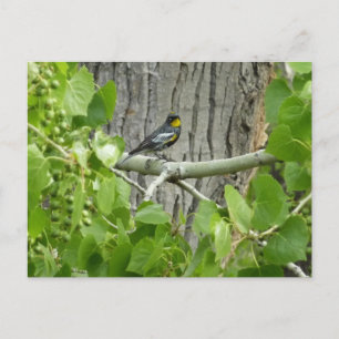 Karossfoto för Audubon Vykort