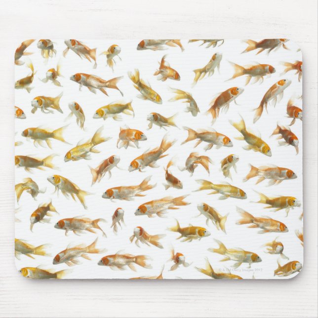 Karp (Cyprinus carpio) 2 Musmatta (Framsidan)
