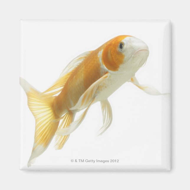 Karp (Cyprinus carpio) Magnet (Framsidan)