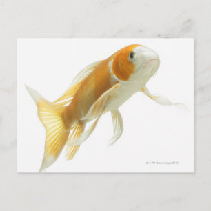 Karp (Cyprinus carpio) Vykort