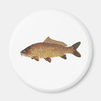 Karp Magnet