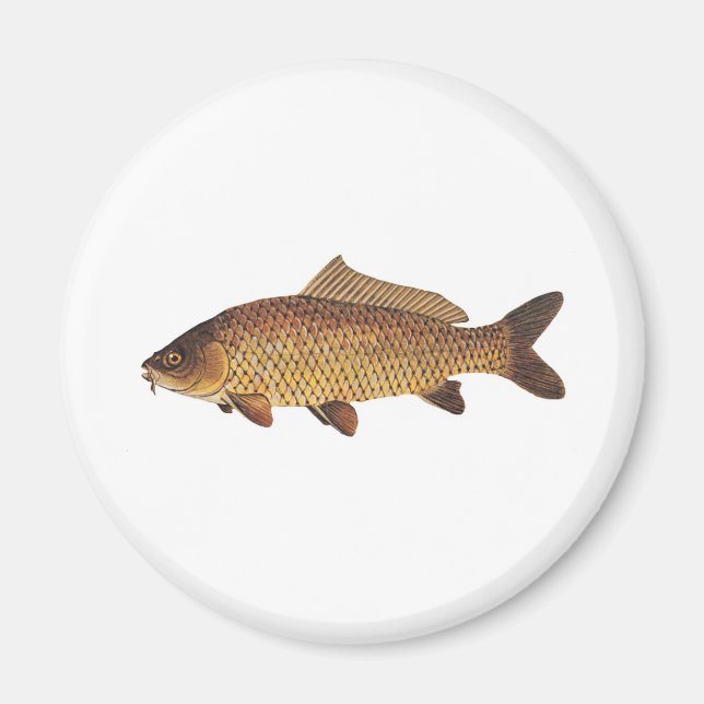 Karp Magnet (Framsidan)