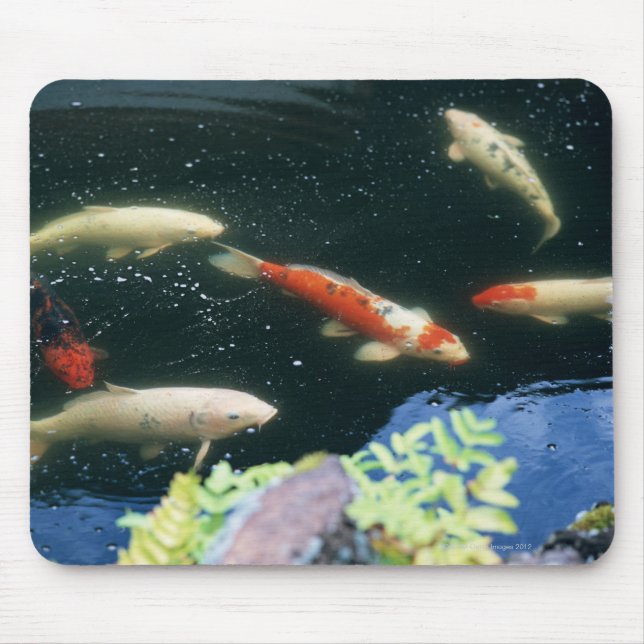 Karp Musmatta (Framsidan)