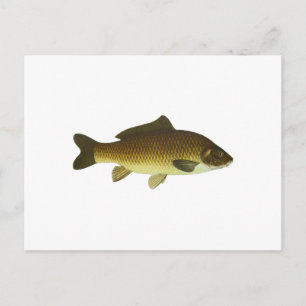Karp Vykort