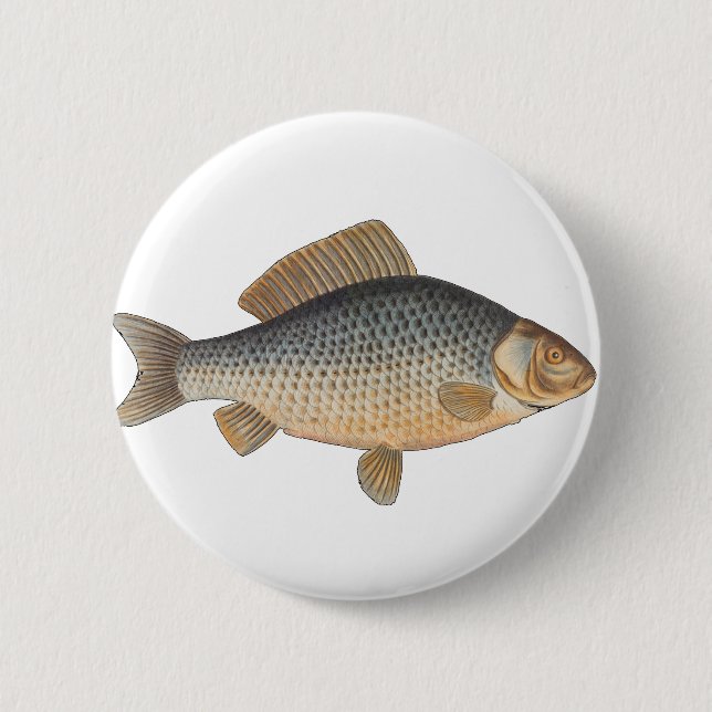 Karpfisk fisk fångst målning sötvatten teckning  knapp (Framsida)