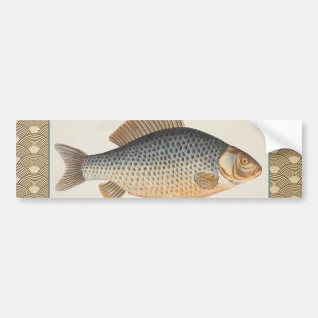 Karpfiske målning sötvatten teckning  bildekal (Framsidan)
