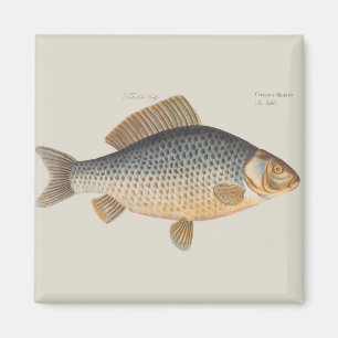 Karpfiske målning sötvatten teckning magnet