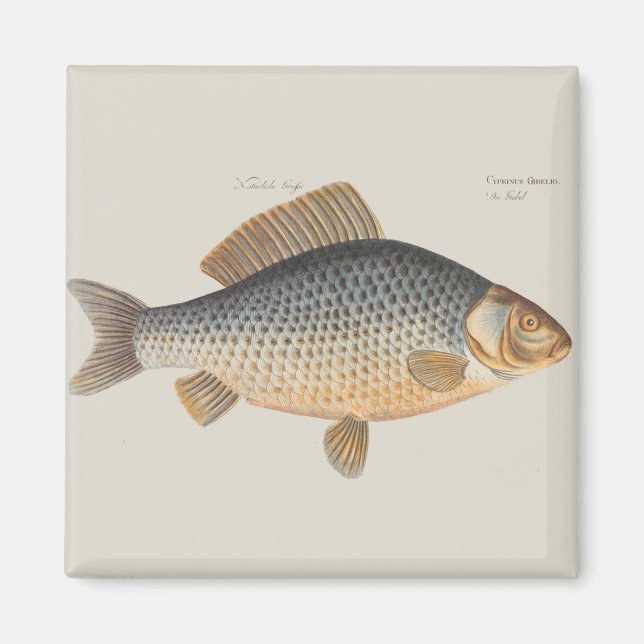 Karpfiske målning sötvatten teckning  magnet (Framsidan)
