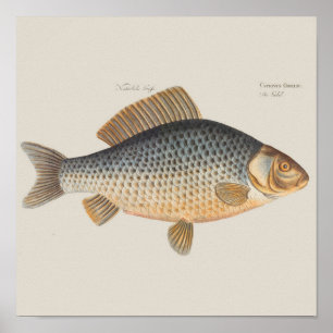 Karpfiske målning sötvatten teckning poster
