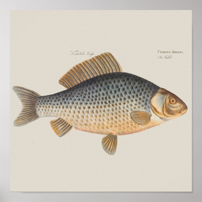 Karpfiske målning sötvatten teckning  poster (Framsidan)