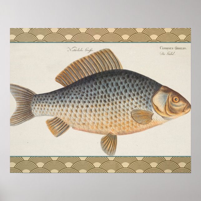 Karpfiske målning sötvatten teckning  poster (Framsidan)