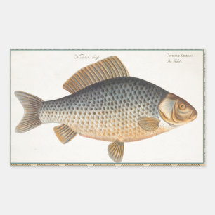 Karpfiske målning sötvatten teckning rektangulärt klistermärke
