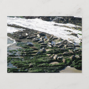Karpinteria Seal Sanctuary Vykort