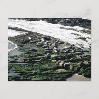 Karpinteria Seal Sanctuary Vykort