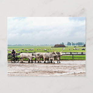 Kart från ungerska Grått Cattles Vykort