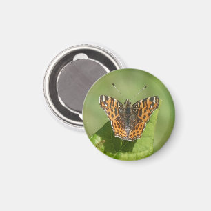 Karta Butterfly på en Löv-Magnet Magnet