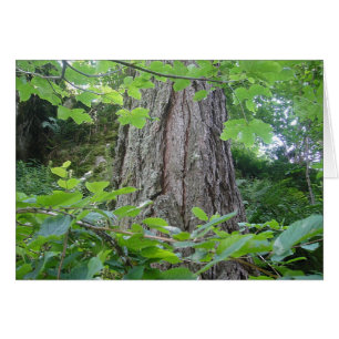 Karte5, Baumstamm/Blätterkranz, Kartenserie Wald Hälsningskort