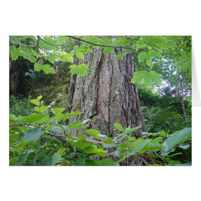 Karte5, Baumstamm/Blätterkranz, Kartenserie Wald Hälsningskort (Framsidan Horizontal)