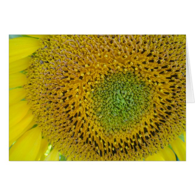 Karte Sonnenblume, filt, gestaltbar Hälsningskort (Framsidan Horizontal)