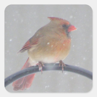 KARTKROPPAR MED KARDINAL FYRKANTIGT KLISTERMÄRKE