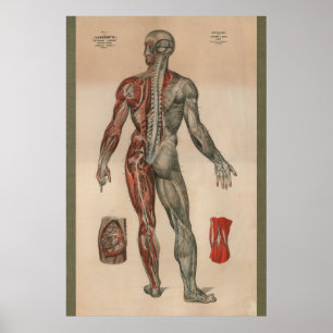 Kartlägger anatomi 1851 för vintagenervmuskeln poster