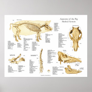 Kartlägger den Porcine Skeletal anatomiaffischen Poster