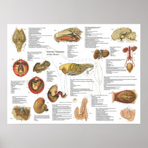 Kartlägger inre anatomi för häst 18" X 24", Poster