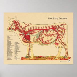 Kartlägger nötkreaturs- veterinär- artäranatomi poster