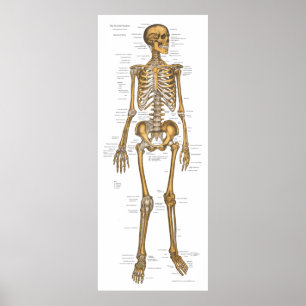 Kartlägger Skeletal systemanatomi för människa Poster