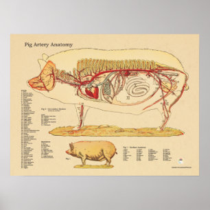 Kartlägger veterinär- anatomi för grisartär poster